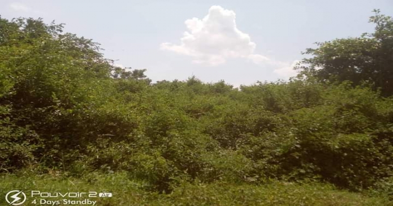 Kalamba, Mityana KIRYAMENVU, ,Residential plot,For Sale,1124